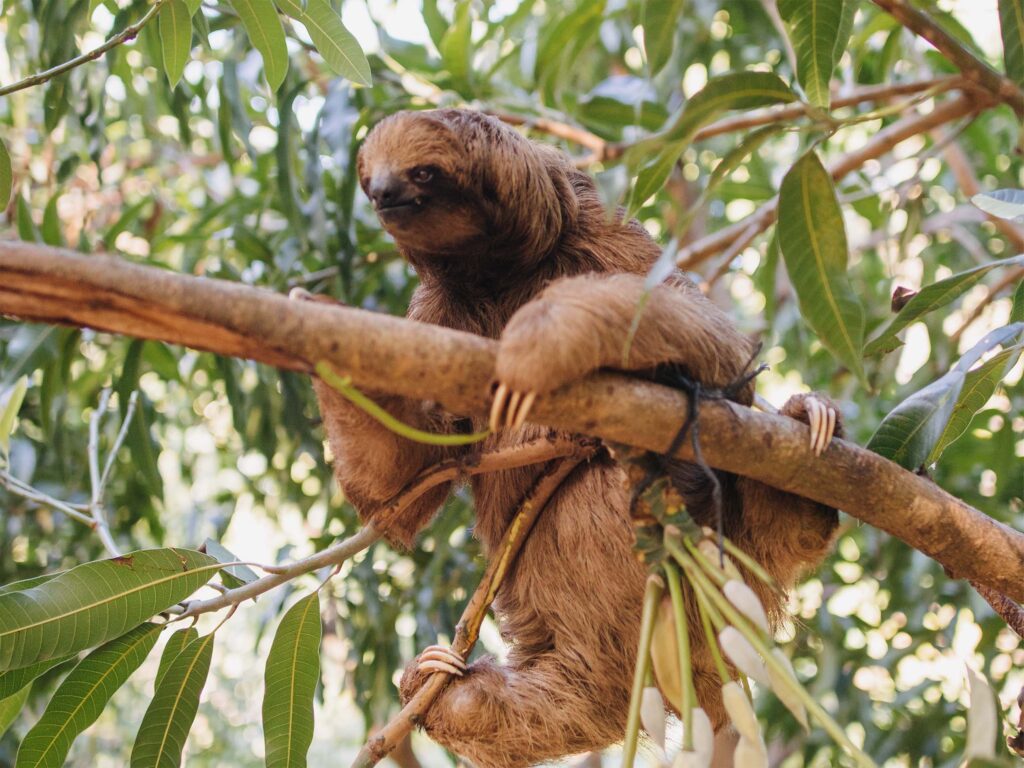 Island Tour | Botanical Garden | Sloths & Exotic Animals