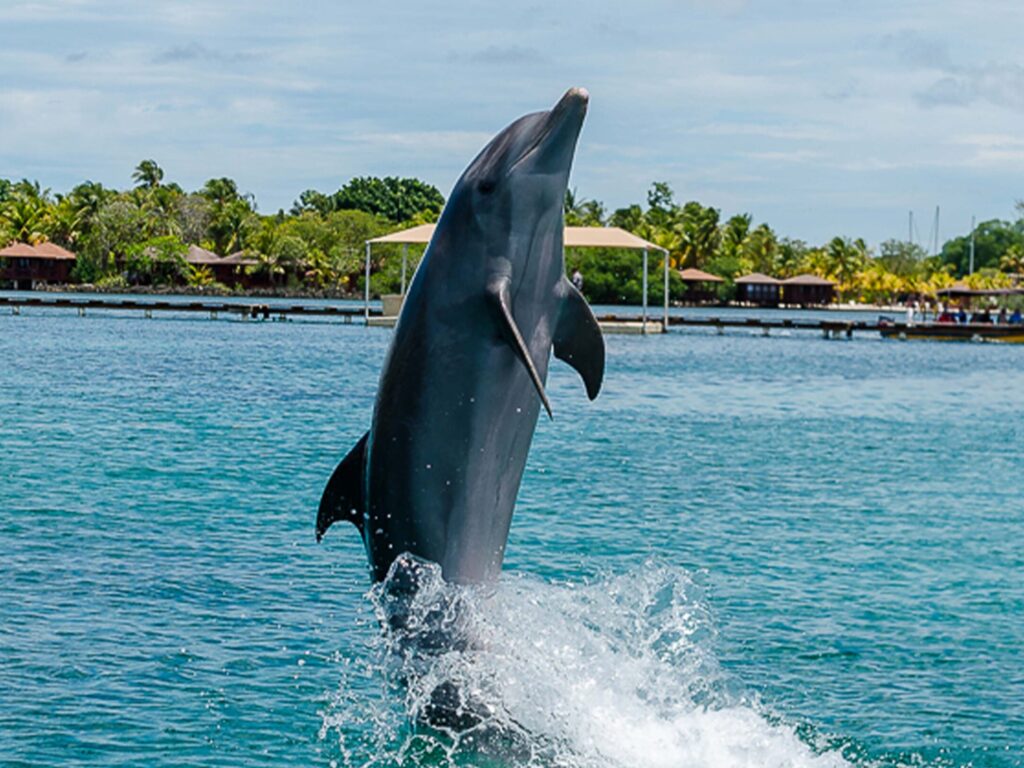 Dolphin Encounter | Museum | Horseback Riding