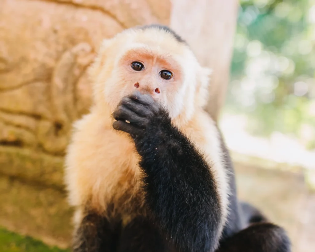 Island Tour | Botanical Garden | Sloths & Exotic Animals
