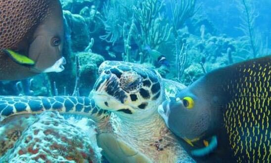 Island Tour | Restaurant | Beach | Animal Park
