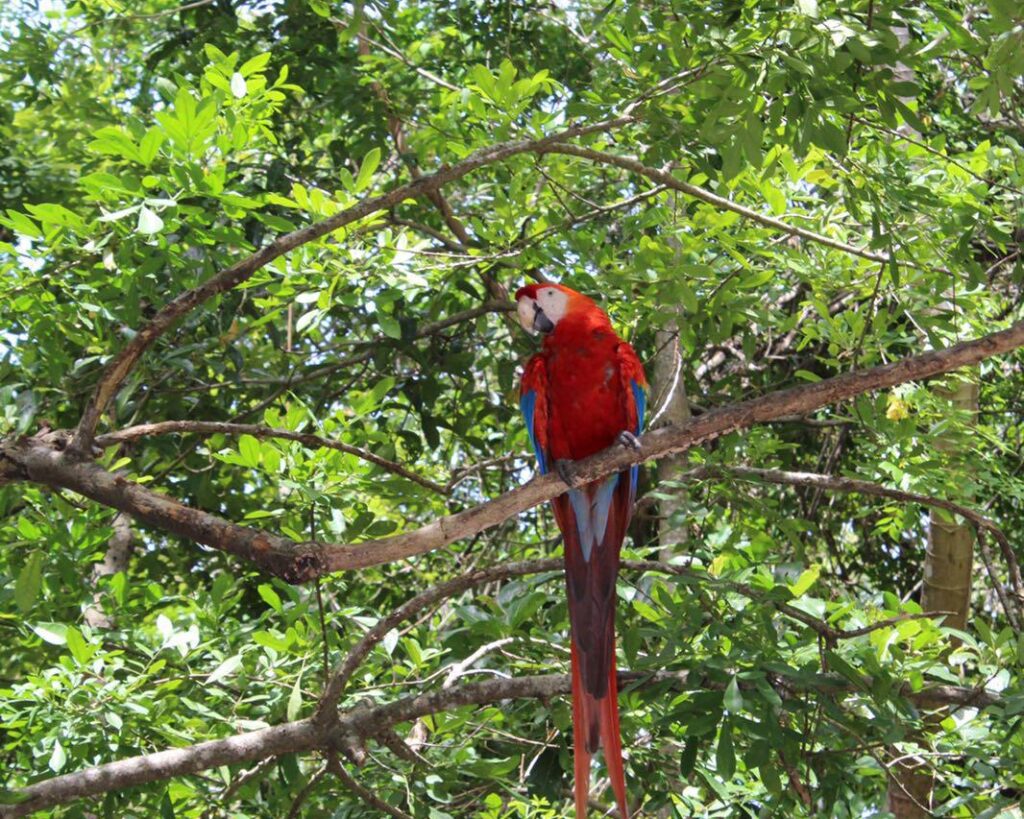 Island Tour | Botanical Garden | Sloths & Exotic Animals